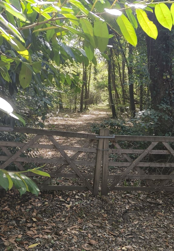 Wooden gate opens to a sun-dappled forest trail.