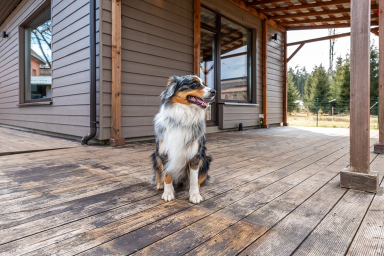 Merle herding dog sits on a wide wooden deck, looks left with mouth open, large reflective windows and a slatted pergola roof, warm daylight, forest pines and fenced yard visible.