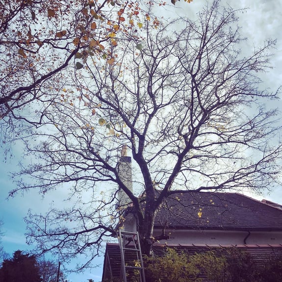 The Art of Crown Reduction: Transforming Trees While Preserving Their Beauty