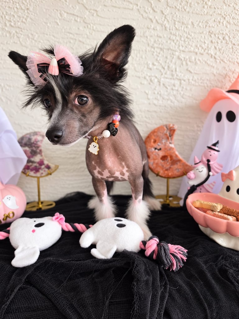 A hairless dog in Halloween costume with ghost toys and treats.